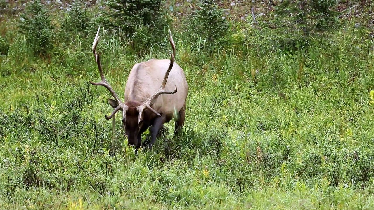 Bull Elk Rolling Around in the Grass