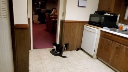 Lazy Kitty Loves Riding Roomba