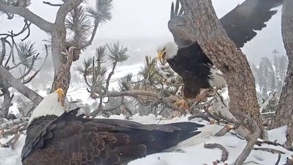 Eagle Intruder Gets Wing Slapped