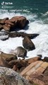 Man Hides Behind Rocks as Waves Come