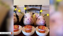 These Internet-Loved Piglets Dine, Shop And Swim Together