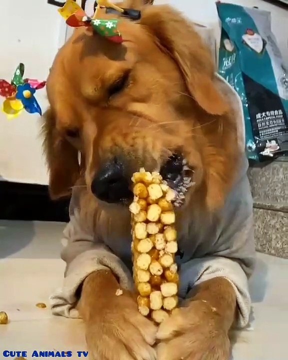 This is how my dog ​​ate the cake, spit out his mouth ...:"))
