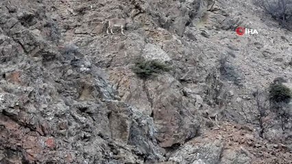 Yaralı yavru yaban keçisi yeniden yaşam alanında