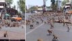 Viral Video : Monkeys From Rival Gangs Clash Over Food In Thailand