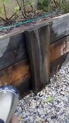 Hose Brings out Crickets for Chicken Feast