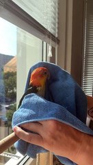 Birdie Dries off After Shower