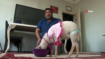 Kurbanlık olarak aldıkları kuzu evlatları gibi oldu