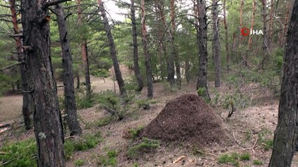 Görünce gözlerine inanamadılar...İnsan boyundaki karınca öbeği doğal yöntemler kullanılarak koruma altına alındı