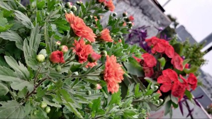 Garden Tour - Part 1