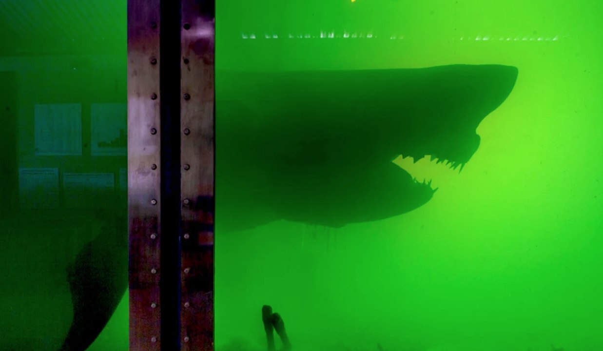 Cet explorateur découvre une carcasse de grand requin blanc dans un parc abandonné