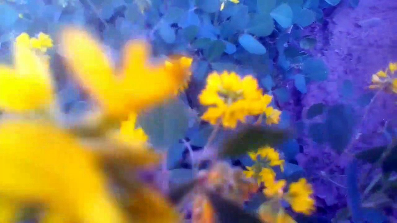 haw tow natural flowers images and videos Beautiful images natural wallpapers