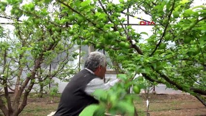 MERSİN Silifke'de 'erkenci' can erik kilosu 250 TL'den satılacak