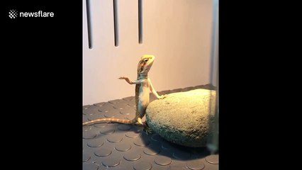 Hilarious moment pet lizard performs "karate chops"