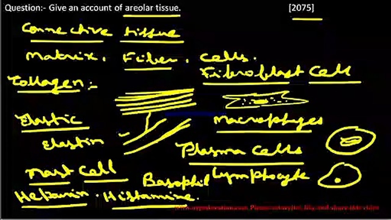 Areolar tissue for Class XII NEB, Nepal
