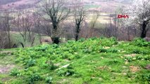 ZONGULDAK Bağışıklık sistemini arttıran kara lahana, sosyal medyada gündem oldu