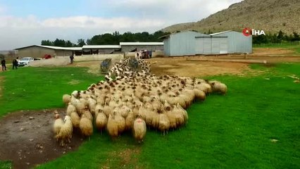 Kuzuların anneleri ile buluşması böyle görüntülendi