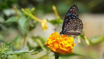 new slow motion flower images videos Best Flowers status Rose status (5)