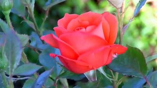 new slow motion flower images videos Best Flowers status Rose status (4)