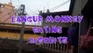 Langur Monkey Eating Snatches Biscuits | Langur Monkey Eating Food | Langur Monkey Funny Video #02