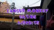 Langur Monkey Eating Snatches Biscuits | Langur Monkey Eating Food | Langur Monkey Funny Video #02