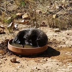 Echidna Attempts to Scratch Its Belly