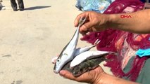 ANTALYA Balon balığıyla mücadelede, 'Kuyruğunu getir 5 lira al' projesi balıkçıları sevindirdi
