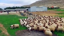 Yüksek Süt Verimli Damızlık Koyunlar Şanlıurfa'da Yetiştiriliyor