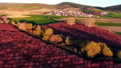 Ağaçlar Çiçek Açtı, Şehir Pembeye Boyandı