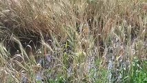 शामली: तालाब के पानी से किसानों की गेहूं की फसल बर्बाद
