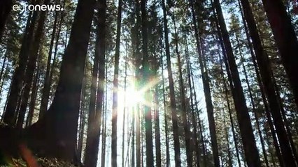 Румыния: спасти девственные леса