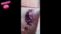 VIDEO RATA LAVÁNDOSE - Bathing Rat