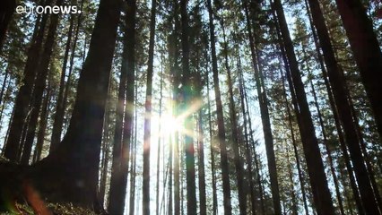 Floresta virgem da Roménia em perigo