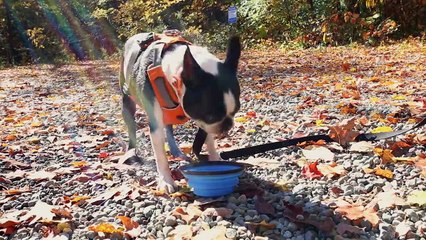 Hiking With Dogs - 15 Killer Tips to Get Going