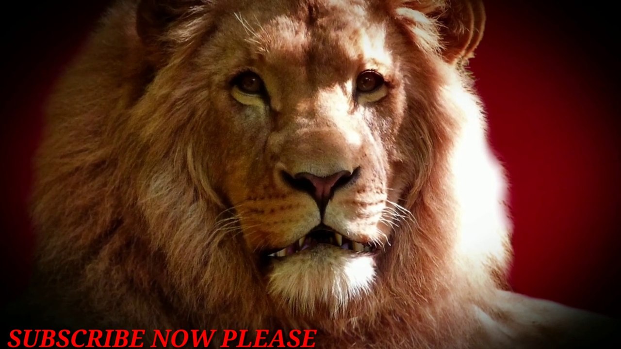 Natural lion wonderful 2020 || natural ocean sea 2020