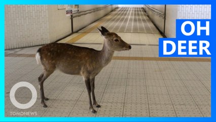 Nara deer leave park in search of food amid Chinese coronavirus