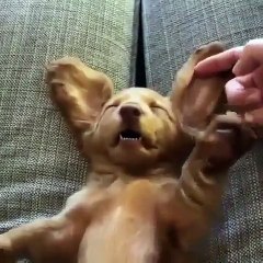 Look at this cute dogs ears when his owner touches them