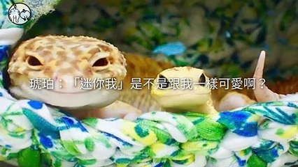 petsmao.nownews-copy3-20200318-13:18