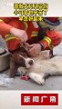 كلب بطل ينقذ 6 أشخاص من فندق منهار في الصين