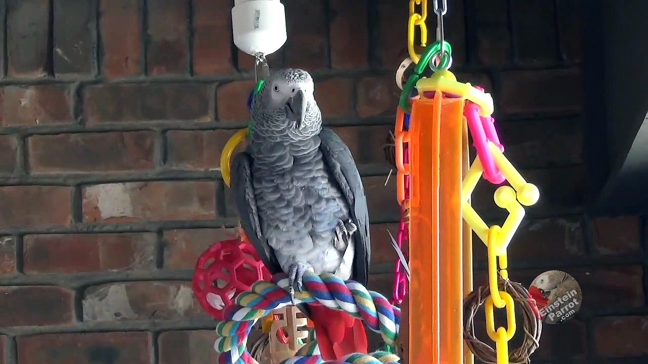 Talking parrot offers consoling words regarding the Coronavirus