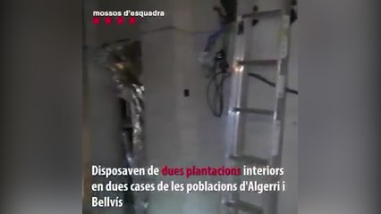 Desarticulada en Lleida una organización de tráfico de marihuana