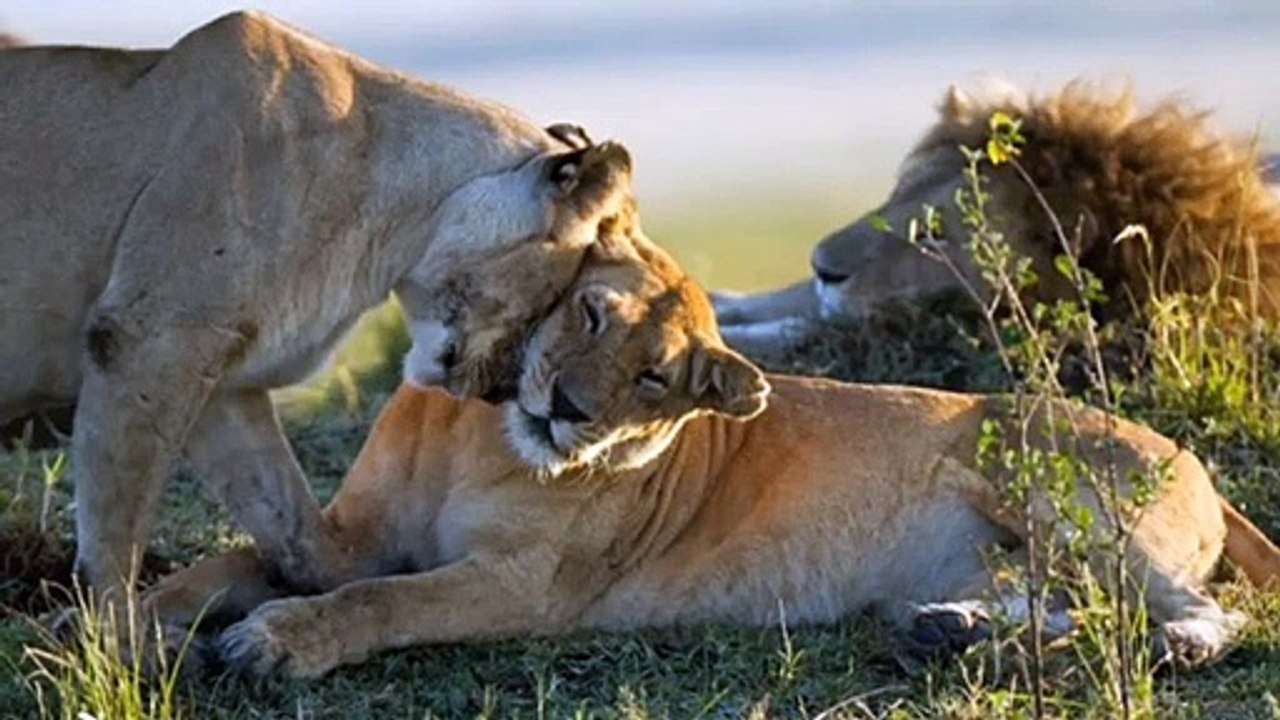 pride