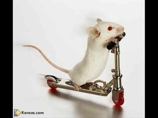 Nos amis les animaux...