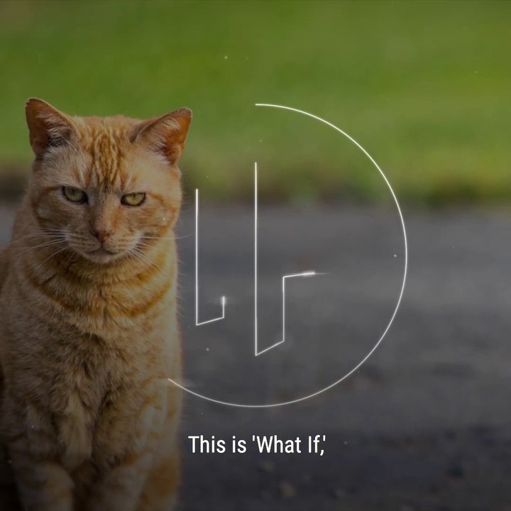 why cats are important in our life?don't fuck the cats.what would happen if cats are not exist in earth?cats family. infest the rats nest.sikaro rats.cats in history.