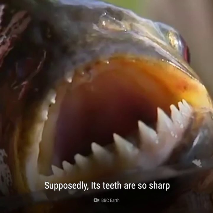what are the piranhas fish?what would happen if you fell in piranhas pool?piranhas teeth.why piranhas are to danger?what is piranha solution?piranha machhali .
