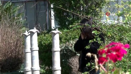 Türkiye'nin ilk 'Polen Alerji Bülteni' İzmir'de