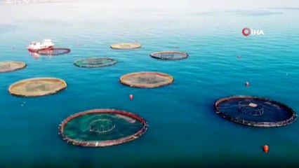 Gürdoğan: Doğu Karadeniz'den su ürünleri ihracatındaki artışı karşılamak için yeni yatırımlar...