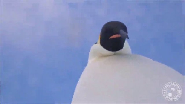 Deux manchots tombent sur une caméra GoPro