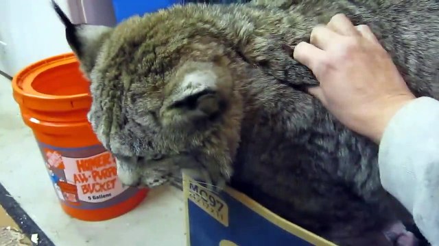 Ce lynx de compagnie a l'air plus doux qu'une peluche
