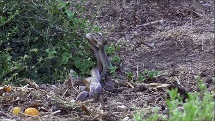 Un couple de serpent en pleine reproduction... Impressionnant et terrifiant