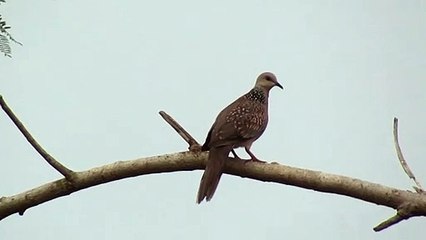 laughing  dove bird